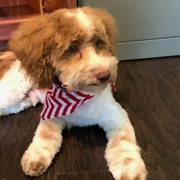 Cockapoos, Goldendoodles, and Poodles from Texas Teddy Doodles