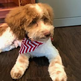 Cockapoos, Goldendoodles, and Poodles from Texas Teddy Doodles