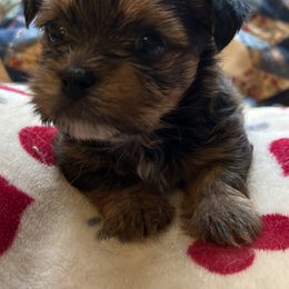 Poodle, Shihpoo, Shih Tzu, Shorkie, and Yorkipoo Puppies from Oodles of Poodles & Doodles