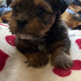 Poodle, Shihpoo, Shih Tzu, Shorkie, and Yorkipoo Puppies from Oodles of Poodles & Doodles