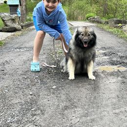 Keeshond All Grown Up from Rebecca’s Pixie Poms