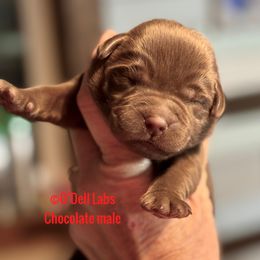 Boy 3 - Chocolate male Labrador Retriever puppy in Sullivan, Missouri from O’Dell Labs