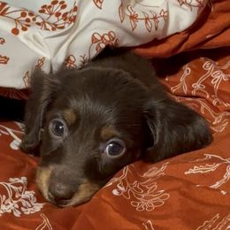 Australian Shepherd and Dachshund Puppies from Paisley’s Prissy Pups