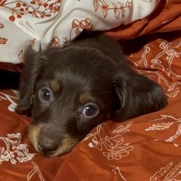 Australian Shepherd and Dachshund Puppies from Paisley’s Prissy Pups