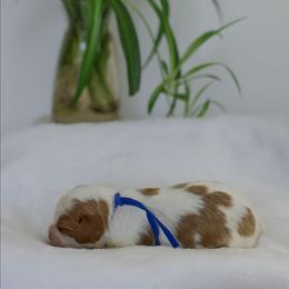 Kara - Blenheim female Cavalier King Charles Spaniel puppy in New Holland, Pennsylvania from Mountain Breeze Puppies
