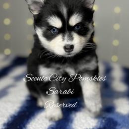 Sarabi - Black and white female Pomsky puppy in Rossville, Georgia from Scenic City Pomskies