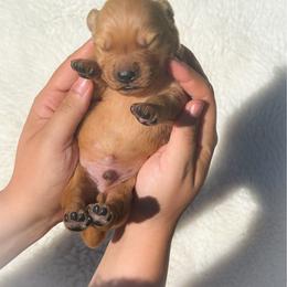 Boy 3 - Dark golden male Golden Retriever puppy in Plant City, Florida from All shades Golden