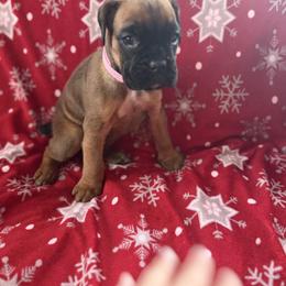 Boxer Puppies from Goose River Boxers Co