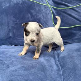 Girl 2 - Blue speckled female Australian Cattle Dog puppy in Concrete, Washington from Back Country Australian Cattle dogs