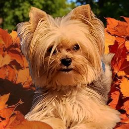 Enzo - Yorkshire Terrier