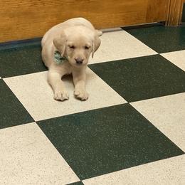 Dilute Retriever Puppies from Virdin’s Silver Labs