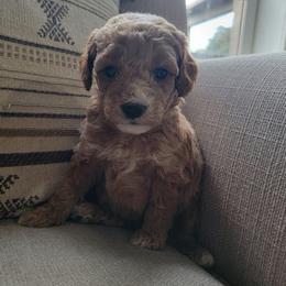 Milo - Apricot male Goldendoodle puppy in Mayville, Michigan from Guiding Light Doodles