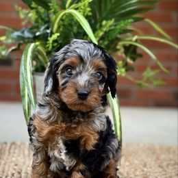 Purple - Merle female Cavapoo puppy in Huntington, West Virginia from McCloud’s Poodles & Doodles