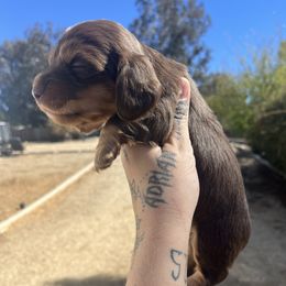 Godiva - Chocolate and tan female Dachshund puppy in Riverside, California from Keeping it mini kennels