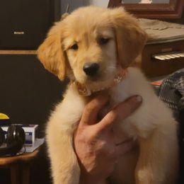 Clementine - Golden female Golden Retriever puppy in Lakewood, Washington from Lenhart Goldens