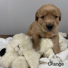 4th pick boy (Orange) - Golden male Golden Retriever puppy in Petaluma, California from Contango Goldens