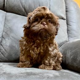 Wookie - Chocolate male Shih Tzu puppy in Running Springs, California from Amanda's Shih Tzus