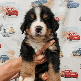 Doc Hudson - Black rust and white male Bernese Mountain Dog puppy in Box Elder, South Dakota from Pleasant Lake Bernedoodles & BMDs