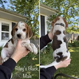 Rileys Black - Red black and white male Beagle puppy in Brownsville, Oregon from Beagles on the Run