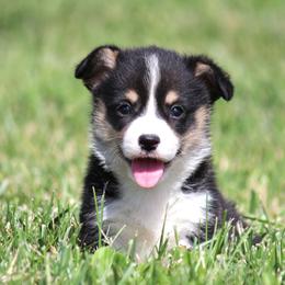 Diego - Black and tan male Pembroke Welsh Corgi puppy in Fort Madison, Iowa from Bellwether Acres