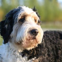 Bernedoodles from Sparling's Doodles