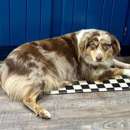June - Australian Shepherd