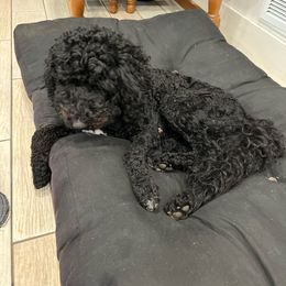 Twilight - Goldendoodle