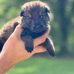 Yellow collar - Sable female German Shepherd puppy in Phenix City, Alabama from Black Rose Shepherds