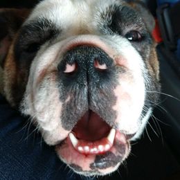 Bulldogs, Dachshunds, French Bulldogs, and Great Danes from Trumans Great Danes