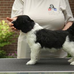 Schapendoes Puppies from Dream Star Schapendoes