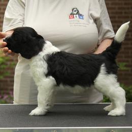 Schapendoes Puppies from Dream Star Schapendoes