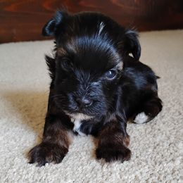 Flint - Red sable male Havanese puppy in Kinston, North Carolina from Court Jester Havanese and Prissy Diva Russian Salon Dogs