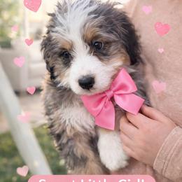 Lily - Blue merle female Bernedoodle puppy in Ormond Beach, Florida from Florida Coast Doodles