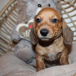 Boy 2 - Red male Dachshund puppy in Craig, Colorado from Rocky Mountain Shih Tzus and Dry Creek Miniature Dachshunds