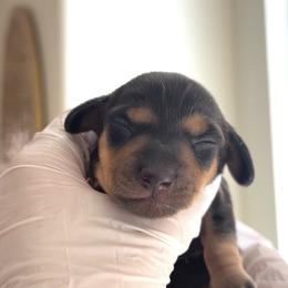 No name - Black female Dachshund puppy in Temecula, California from jocelyn martinez