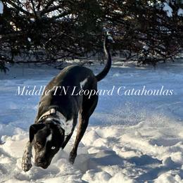 Knight - Catahoula Leopard Dog