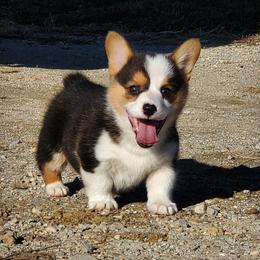 Australian Cattle Dog and Pembroke Welsh Corgi Puppies from Leatherman Quarter Horses