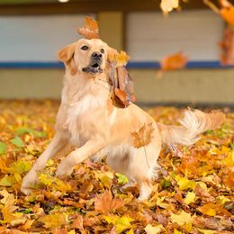 Boone - Golden Retriever