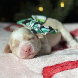 Lime - Caramel cream female Australian Labradoodle puppy in Calhoun, Louisiana from Arrowhead Australian Labradoodles