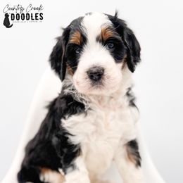 Winifred - Tri-color female Bernedoodle puppy in Tipton, Indiana from Country Creek Doodles