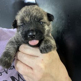 Glinda Girl 2 - Brindle female Cairn Terrier puppy in Bigfork, Minnesota from Dachshunds Up North