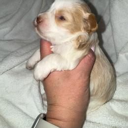 Red parti male - Parti male Miniature Schnauzer puppy in Forest, Virginia from Prestige Kennel LLC