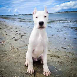 Blue collar- 'Eros' - White male Dogo Argentino puppy in San Diego, California from Debonair Dogos