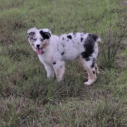 Australian Shepherd Puppies from Soggy Bottom Farms