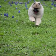 Keeshond Puppies from StarStruck Keeshonden