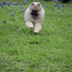 Keeshond Puppies from StarStruck Keeshonden