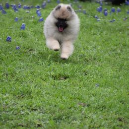 Keeshond Puppies from StarStruck Keeshonden