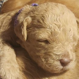 Pearl - Apricot female Labradoodle puppy in Fostoria, Michigan from North Country Kennel Club
