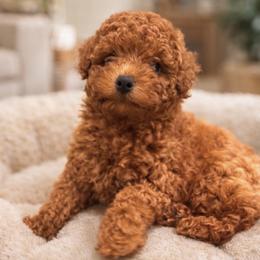 Tommy - Red  male Poodle puppy in Riverside, California from Poodles and Frenchies