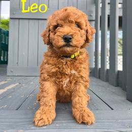 Leo - Red  male Goldendoodle puppy in Archbold, Ohio from Wurster's Mini Wee Doodles